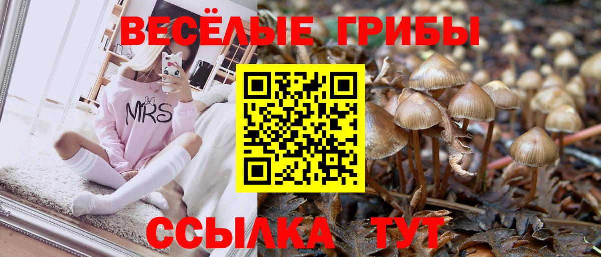 Шадринск  Псилоцибиновые грибы GOLDEN TEACHER  наркота  Вход с VPN  Псилоцибиновые грибы мицелий 